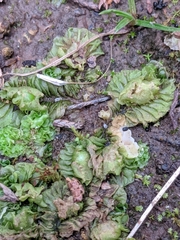 Petalophyllum americanum