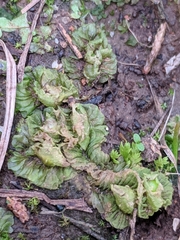 Petalophyllum americanum