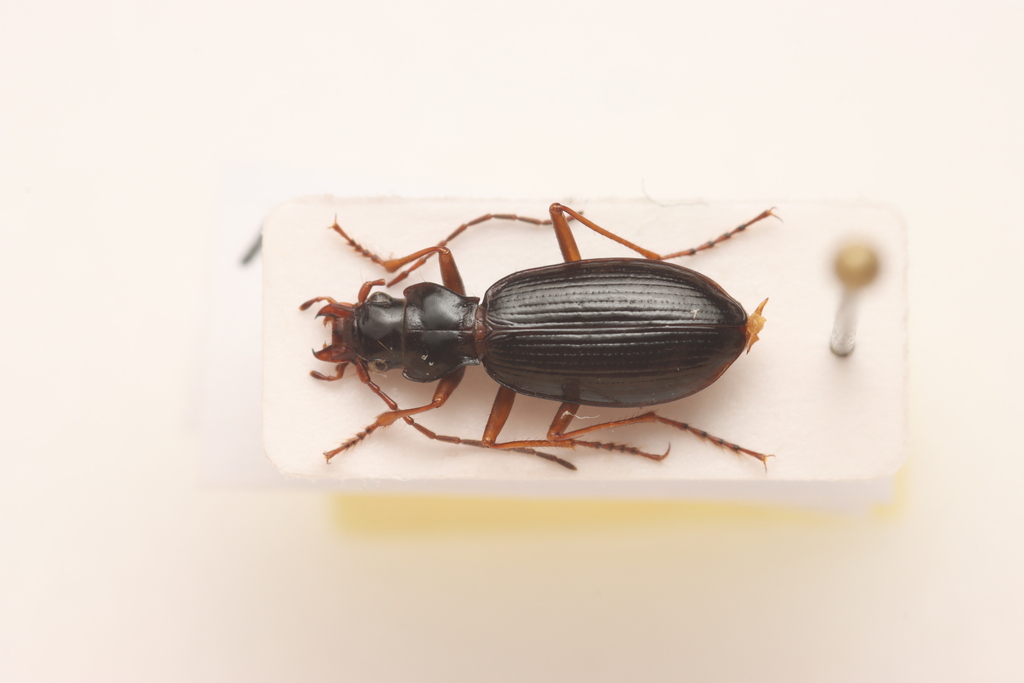 Nebria germari