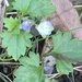 Australian Speedwell - Photo (c) margoheeley, some rights reserved (CC BY-NC), uploaded by margoheeley
