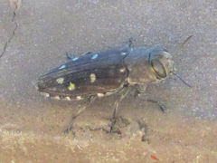 Chrysobothris octocola