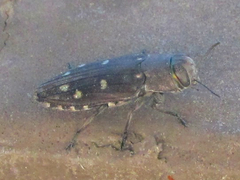 Chrysobothris octocola