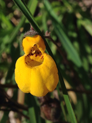 Calceolaria biflora