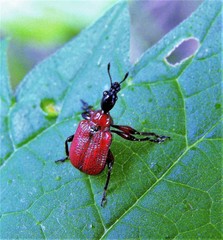 Apoderus coryli