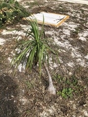 Beaucarnea recurvata