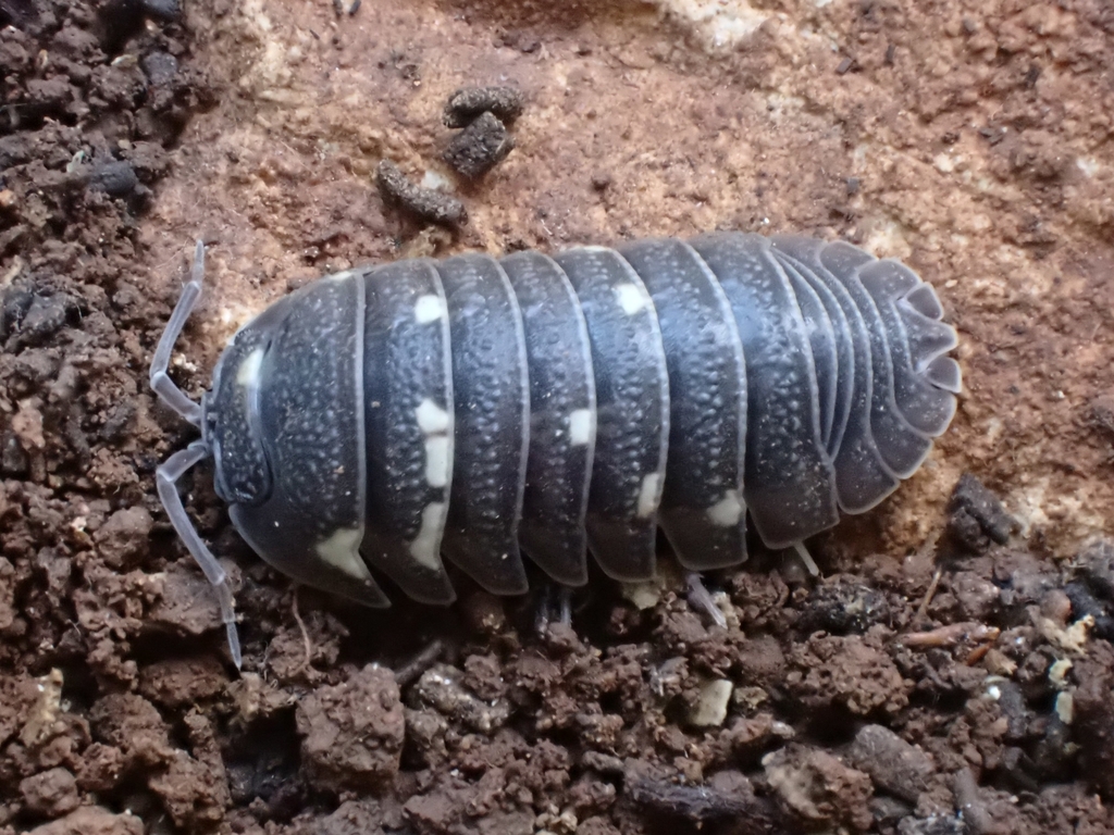 Corfu's Pill Woodlouse