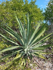 Agave fourcroydes