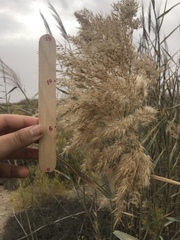 Phragmites australis