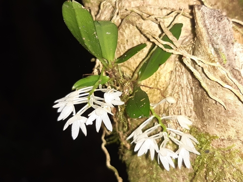 Aerangis hyaloides (Rchb.f.) Schltr. 2