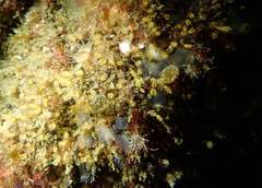 Pycnoclavella stanleyi