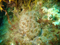 Eudistoma psammion