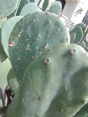Diaspis echinocacti
