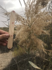 Phragmites australis