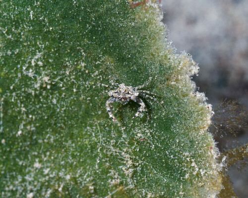 Thalamita gloriensis