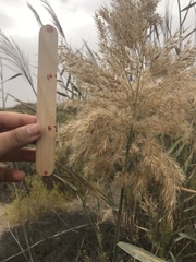 Phragmites australis