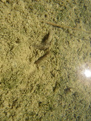 Limnephilus assimilis