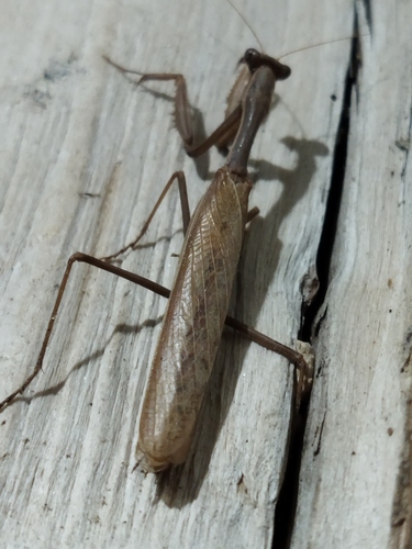 Mediterranean mantis