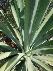 Agave fourcroydes