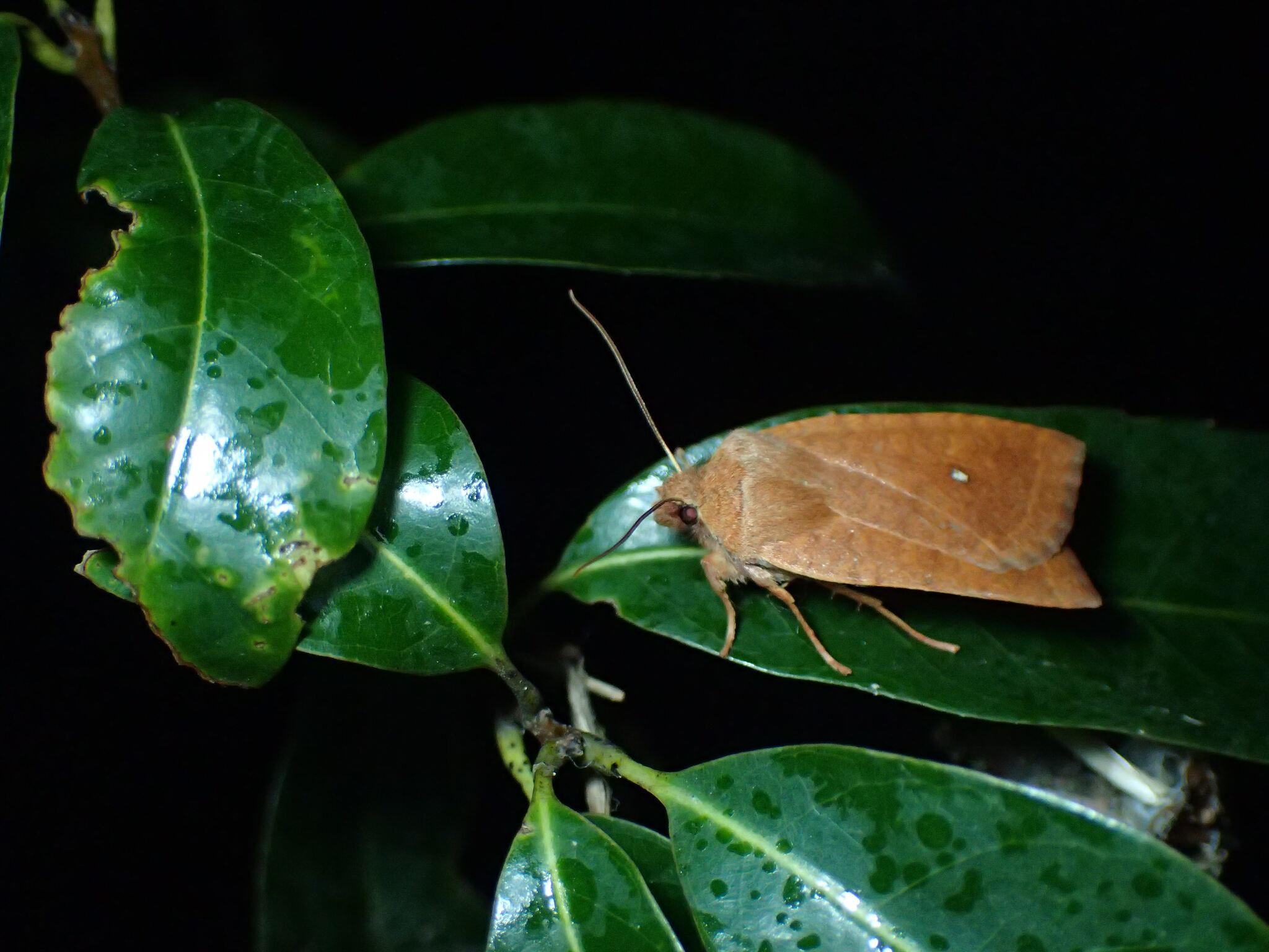 ホシオビキリガの白点型