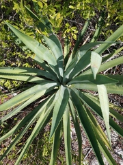 Agave fourcroydes
