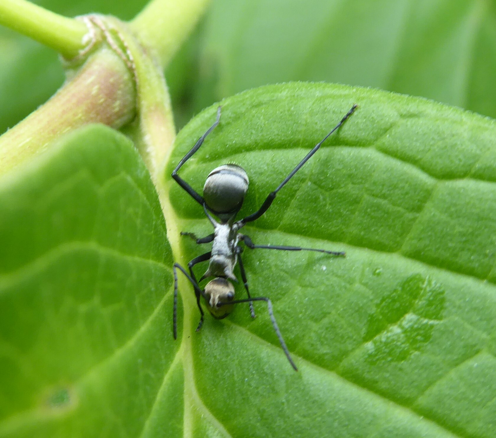 Polyrhachis pellita