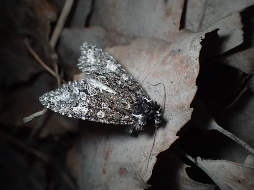 低地のホソバハガタヨトウ