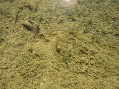 Limnephilus assimilis