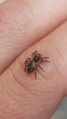 Salticidae