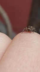 Salticidae