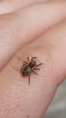 Salticidae