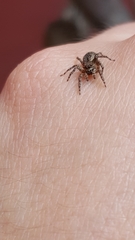 Salticidae