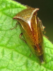 Stictocephala basalis