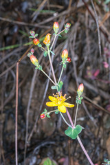 Hypericum pulchrum