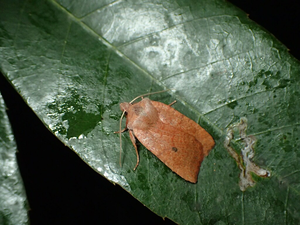 糖蜜に飛来したカシワオビキリガ