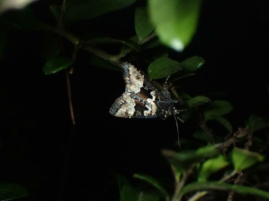 1月に採集されたマエグロシラオビアカガネヨトウ