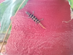 Sphaerodactylus glaucus