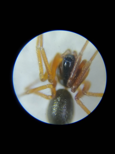 Walckenaeria unicornis