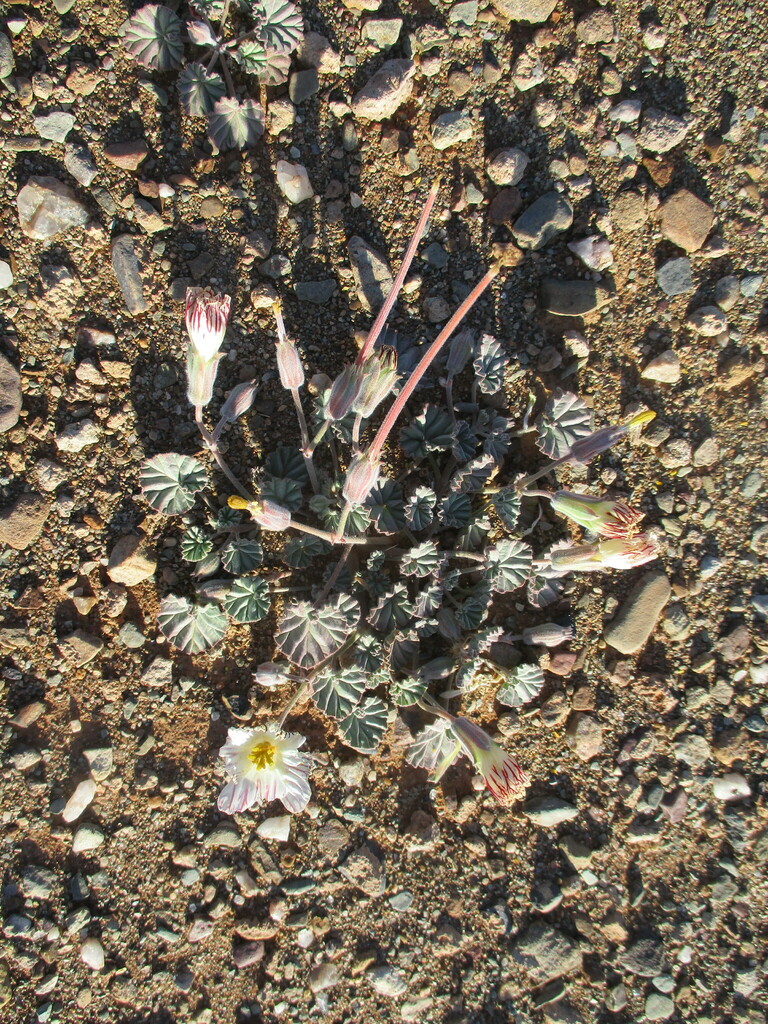 Monsonia drudeana, Karas Region, Namibia