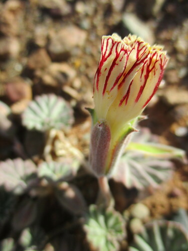 Monsonia drudeana