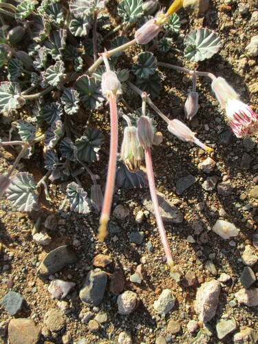 Monsonia drudeana