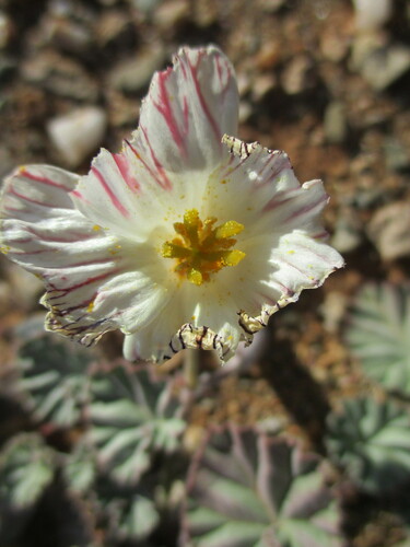 Monsonia drudeana