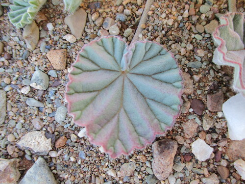 Monsonia drudeana