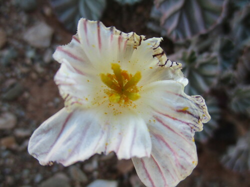 Monsonia drudeana
