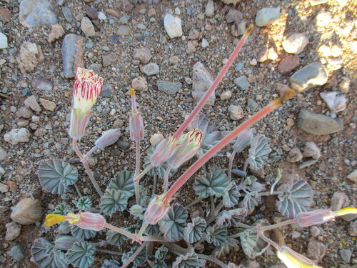 Monsonia drudeana