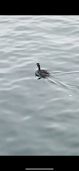Podiceps cristatus