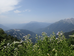 Campanula lactiflora