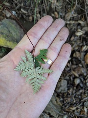 Pentagramma rebmanii