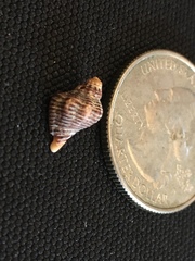 Acanthinucella spirata