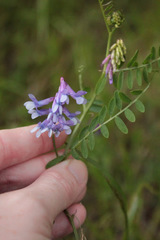 Vicia villosa