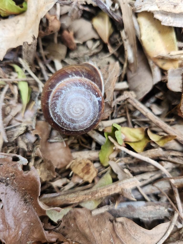 Berserker Range Banded Snail